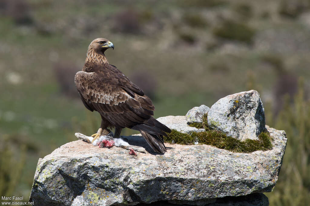 Aigle royal mâle adulte, régime, mange