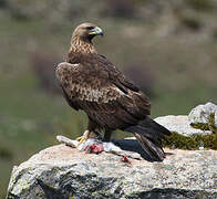 Golden Eagle