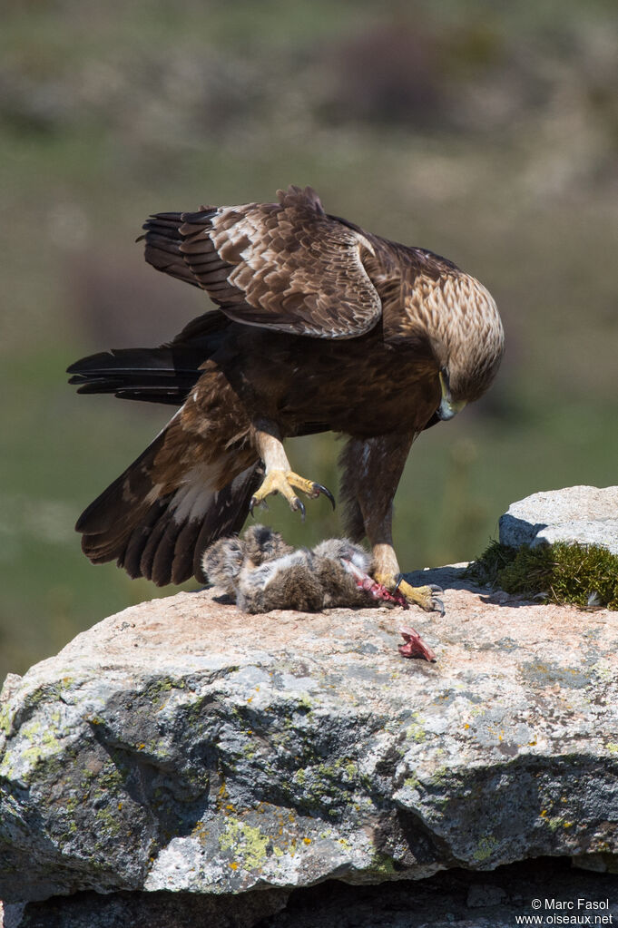 Aigle royal mâle adulte, identification, régime, mange