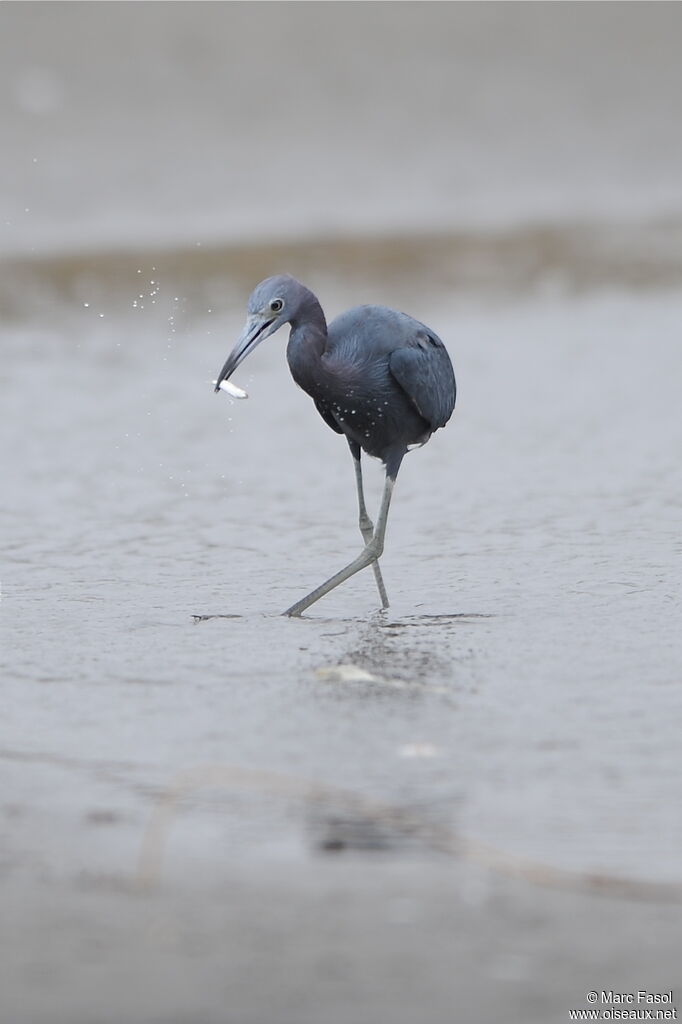 Little Blue Heronadult post breeding, identification, feeding habits