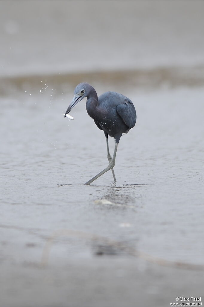 Little Blue Heronadult post breeding, identification, feeding habits