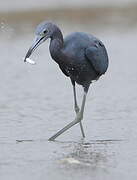 Aigrette bleue