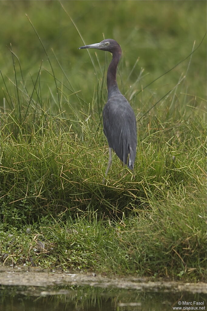 Aigrette bleueadulte internuptial, identification