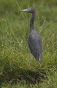 Little Blue Heron