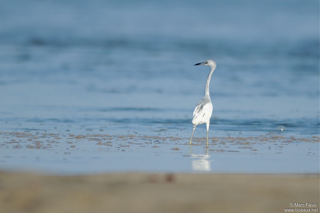 Aigrette bleue2ème année, identification