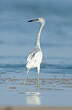 Aigrette bleue