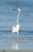 Little Blue Heron