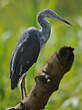 Aigrette bleue