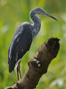 Aigrette bleue