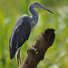 Aigrette bleue