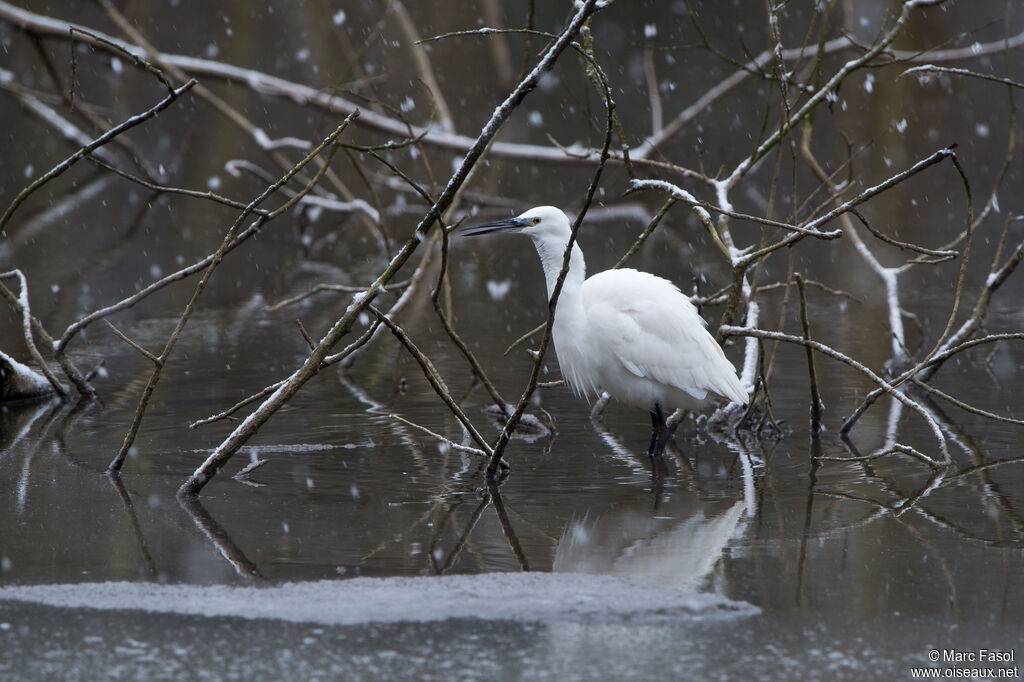 Aigrette garzette