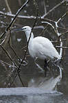 Aigrette garzette