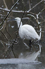 Aigrette garzette