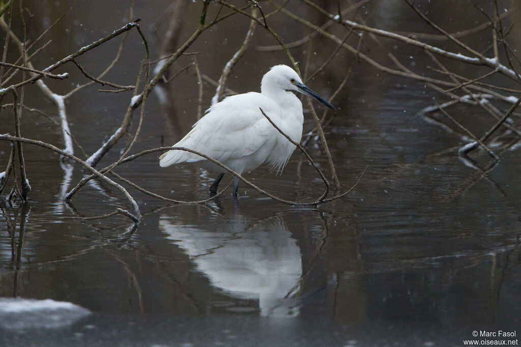 Aigrette garzetteadulte, pêche/chasse