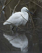 Little Egret