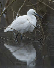 Aigrette garzette