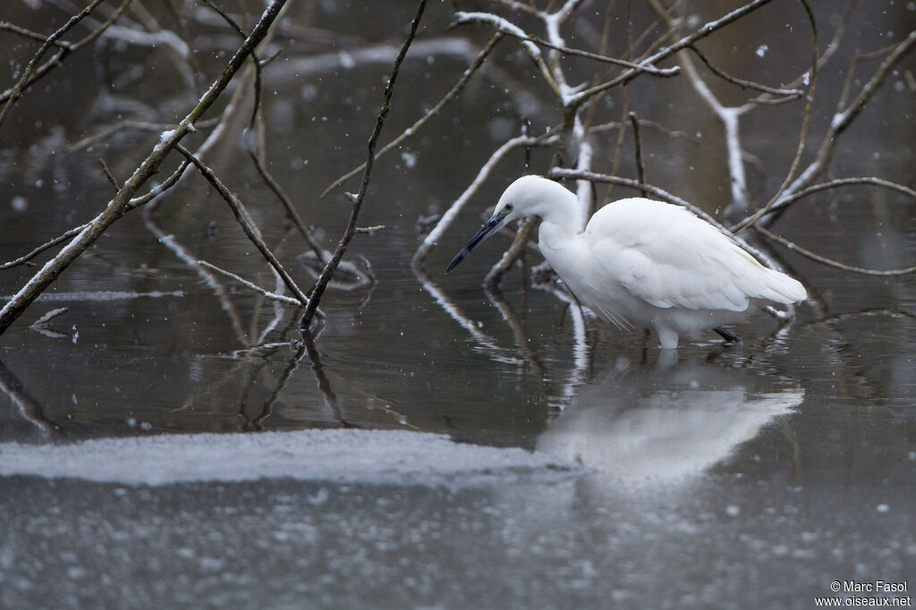 Little Egretadult, identification, fishing/hunting