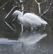 Little Egret