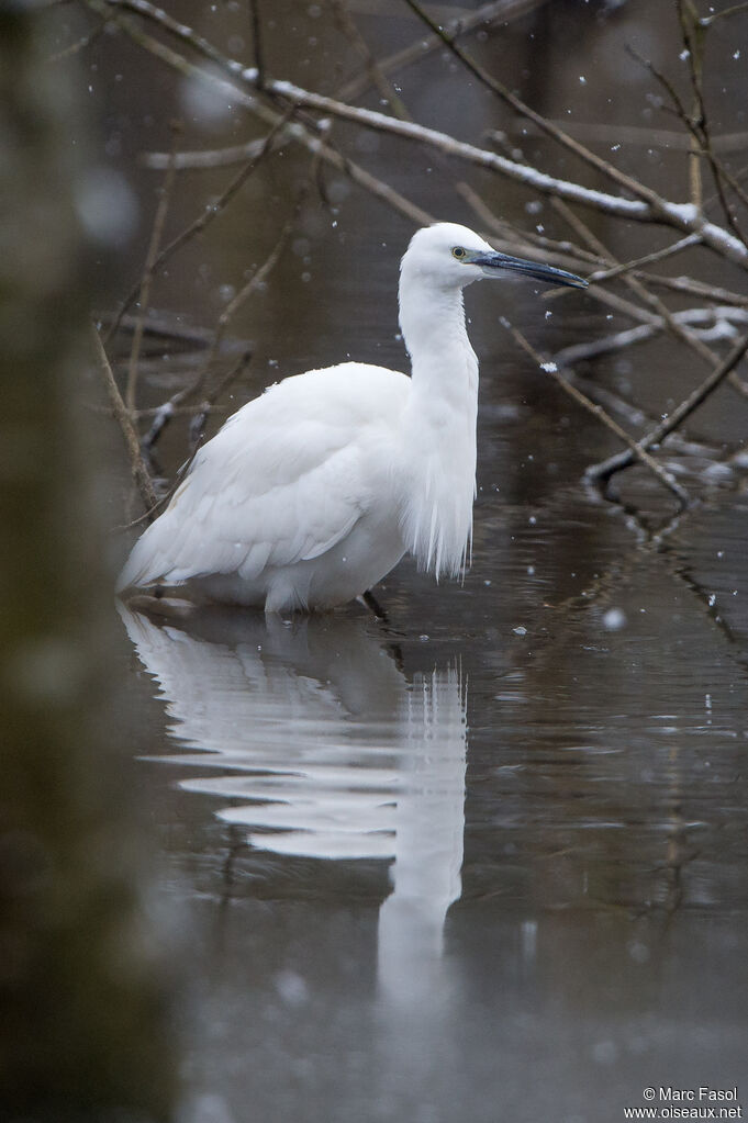 Little Egretadult, identification, fishing/hunting