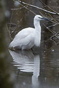 Aigrette garzette