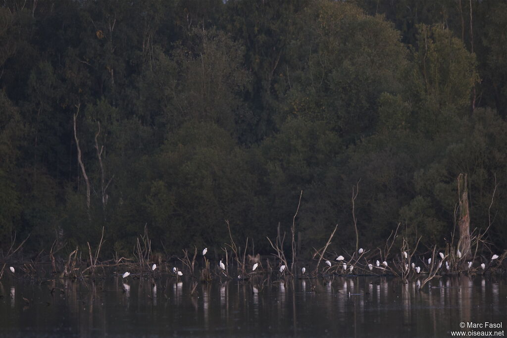 Aigrette garzette, Comportement