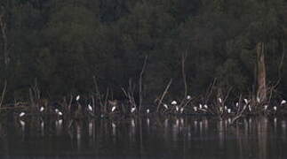 Little Egret