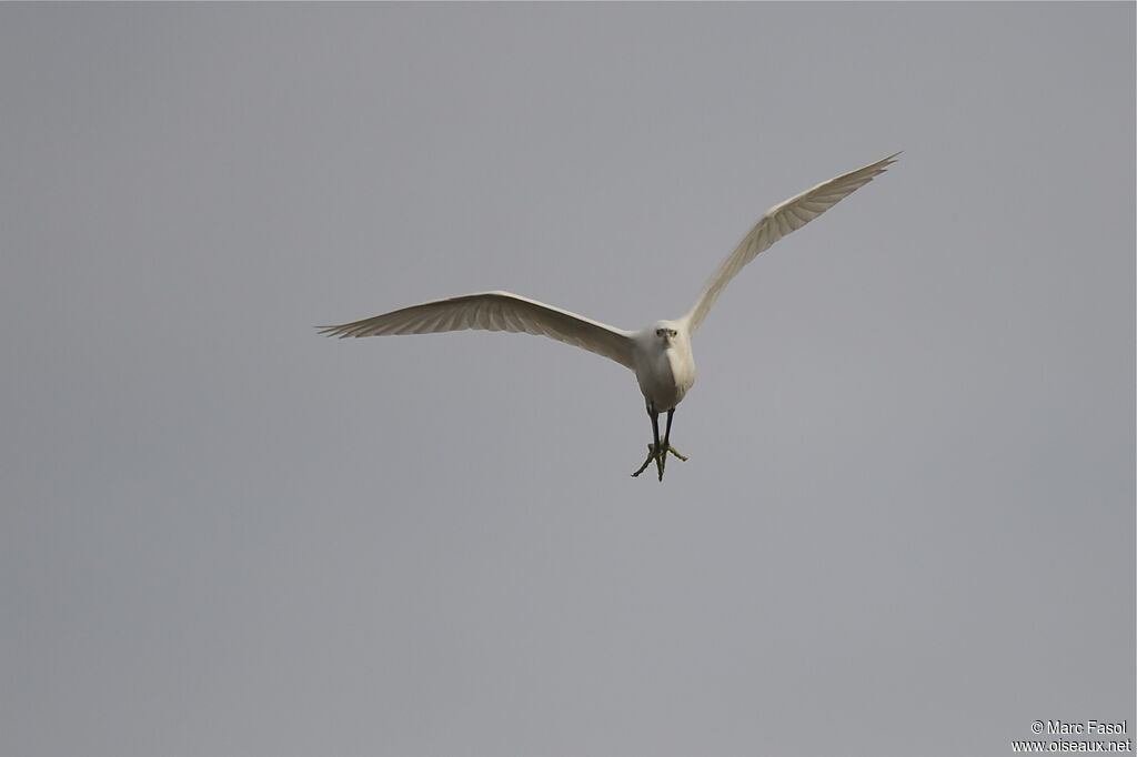 Little Egretadult, Flight