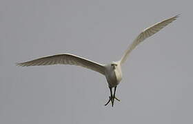 Little Egret