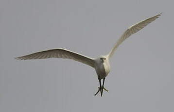 Aigrette garzette