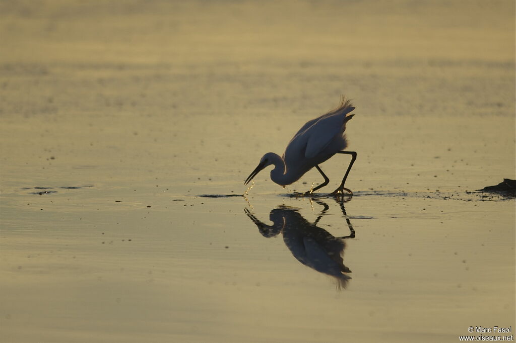 Aigrette garzetteadulte, identification, Comportement