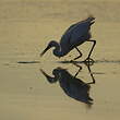 Aigrette garzette