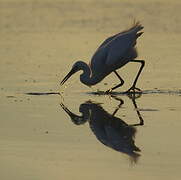 Little Egret