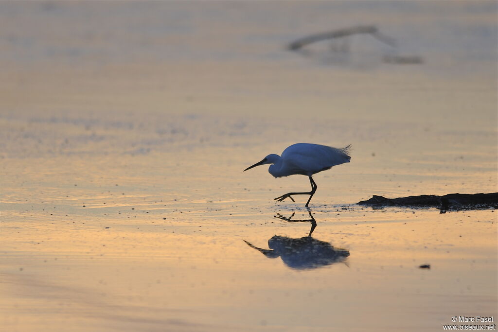 Little Egretadult, identification, Behaviour