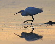 Little Egret