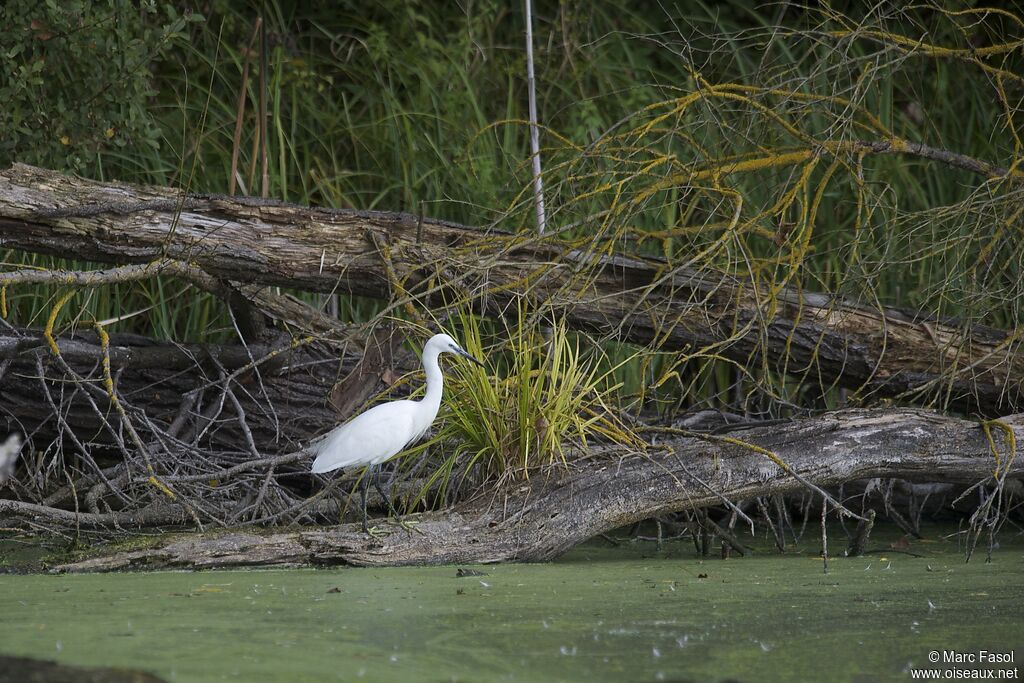 Little Egretadult post breeding, identification