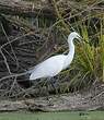 Aigrette garzette