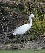 Little Egret