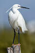 Aigrette garzette