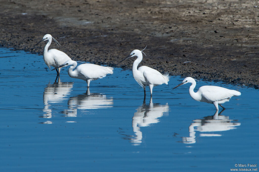 Aigrette garzetteadulte, pêche/chasse