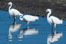 Aigrette garzette