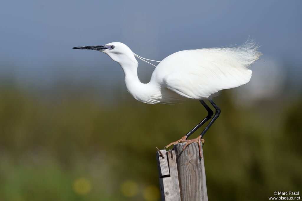 Aigrette garzetteadulte nuptial