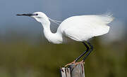 Aigrette garzette