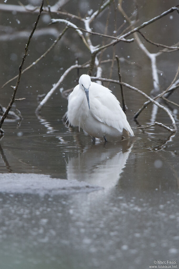 Little Egretadult, identification, fishing/hunting