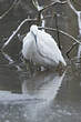 Aigrette garzette