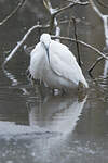 Aigrette garzette