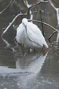 Aigrette garzette