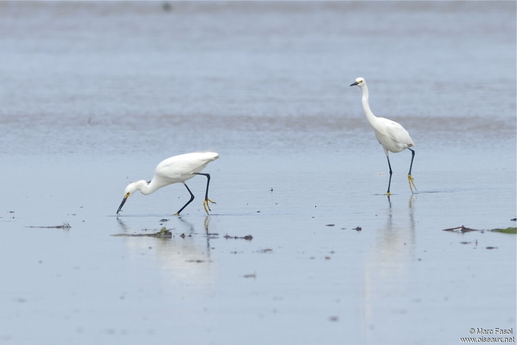 Snowy Egret, identification