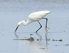 Aigrette neigeuse