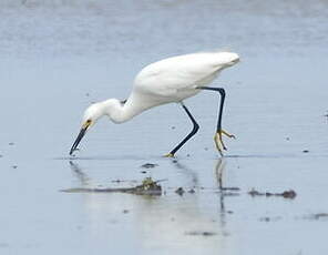 Aigrette neigeuse