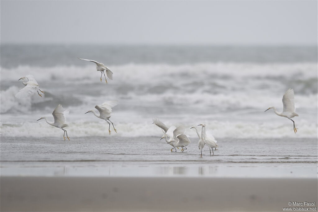 Aigrette neigeuseadulte internuptial, identification, Comportement